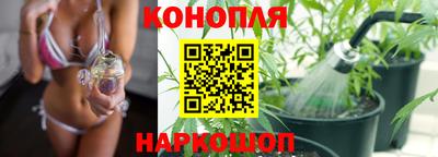 сатива Малгобек