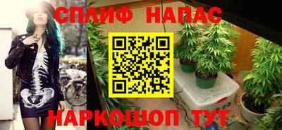 сатива Малгобек