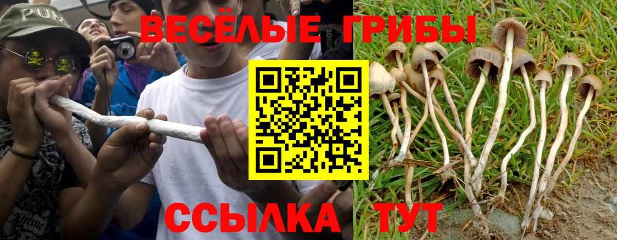 Галлюциногенные грибы MAGIC MUSHROOMS Будённовск